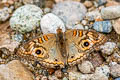 South American Tropical Buckeye Junonia evarete fuscescens