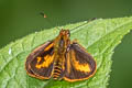 Trailside Skipper Anthoptus epictetus