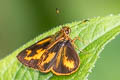 Trailside Skipper Anthoptus epictetus