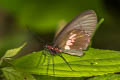 Variable Cattleheart Parides erithalion lacydes