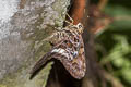 White-crescent Longtail Codatractus alcaeus apulia