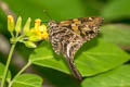 White-crescent Longtail Codatractus alcaeus apulia