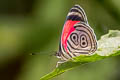 Widespread Eighty-eight Diaethria clymena peruviana