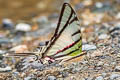 Yellow-spotted Kite Swallowtail Protesilaus telesilaus ssp.