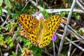 Tropical Fritillary Argynnis hyperbius hyperbius