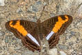 Adelpha sp.