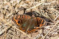 Common Mangrove Buckeye Junonia genoveva ssp.