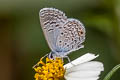 Hanno Blue Hemiargus hanno bogotana