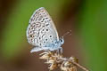 Hanno Blue Hemiargus hanno bogotana