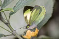 Silky Wanderer Leptophobia eleone ssp. (Black-celled Green-eyed White)