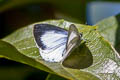 Albocerulean Udara albocaeruleus albocaeruleus