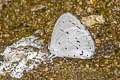 Albocerulean Udara albocaeruleus albocaeruleus