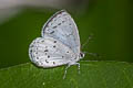 Albocerulean Udara albocaeruleus albocaeruleus