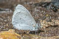 Albocerulean Udara albocaeruleus albocaeruleus