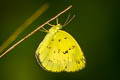 Anderson's Grass Yellow Eurema andersonii andersonii (One-spot Grass Yellow)