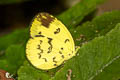 Anderson's Grass Yellow Eurema andersoni andersonii (One-spot Grass Yellow)