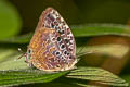 Anthelus Bushblue Arhopala anthelus anthea (Multi-spotted Oakblue)