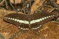 Banded Swallowtail Papilio demolion demolion (Burmese Banded Swallowtail)