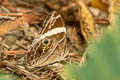 Banded Treebrown Lethe confusa confusa