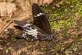 Black-and-white Helen Papilio nephelus sunatus