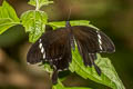 Black-and-white Helen Papilio nephelus sunatus