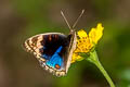 Blue Pansy Junonia orithya wallacei