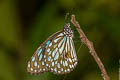 Broad Blue Tiger Tirumala limniace limniace