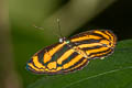 Burmese Lascar Lasippa heliodore heliodore