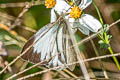 Chocolate Albatross Appias lyncida eleonora