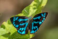 Common Blue Brilliant Simiskina phalia potina