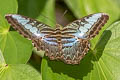 Common Clipper Parthenos sylvia lilacinus