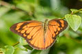 Common Orange Albatross Appias nero nero