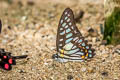 Common Veined Jay Graphium chironides chironides