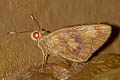 Common Banana Skipper Erionota thrax thrax (Palm Redeye)