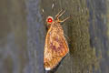 Common Banana Skipper Erionota thrax thrax (Palm Redeye)