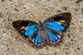 Blue Gem Poritia erycinoides tavoyana