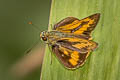 Common Palm Dart Telicota colon stinga