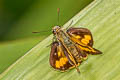 Common Palm Dart Telicota colon stinga