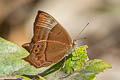 Common Plum Judy Abisara echerius paionea