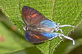 Common Posy Drupadia ravindra moorei