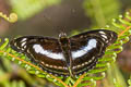 Common Staff Sergeant Athyma selenophora amharina 