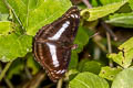 Common Staff Sergeant Athyma selenophora bahula