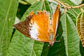 Common Tawny Rajah Charaxes bernardus hierax (Variable Tawny Rajah)