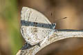 Cycad Blue Luthrodes pandava pandava (Plains Cupid)