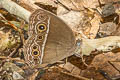 Dark-branded Bushbrown Mycalesis mineus macromalayana