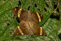 Dark Yellow-banded Flat Aurivittia aurivittata