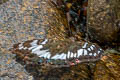 Green Baron Euthalia adonia beata (White-banded Red Baron)