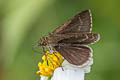 Grey Scrub Hopper Aeromachus jhora creta