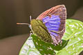 Grey-washed Oakblue Arhopala aurelia 