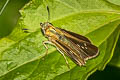 Grey Swift Parnara bada (African Straight Swift, Oriental Straight Swift)